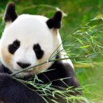 How A Panda's Coloration Helps It To Hide