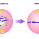 Mitosis