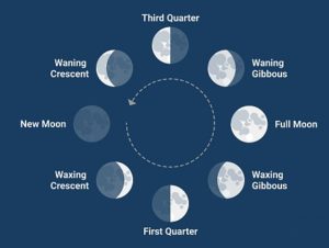 The Phases of The Moon