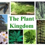 The Plant Kingdom