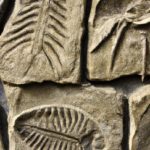 Fossils Provide Clues About The Past