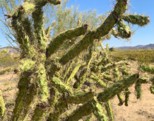 Plants Are Adapted To Their Environments